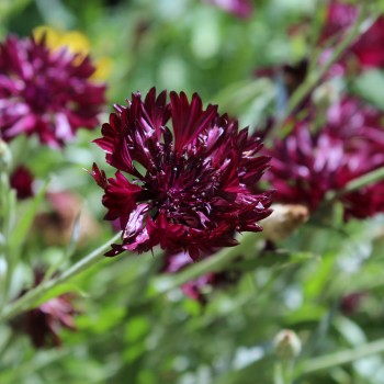 Kornblume schwarz (Samen)