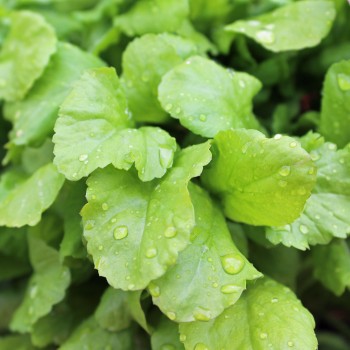 Kresse Broad Leaved (Samen)