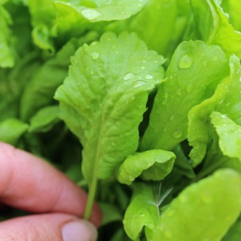 Kresse Broad Leaved (Samen)