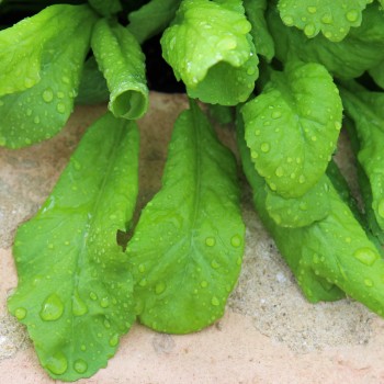Kresse Broad Leaved (Samen)