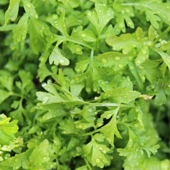 Kresse Plain Leaved (Samen)