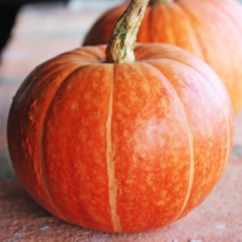Kürbis Golden Pumpkin (Samen)