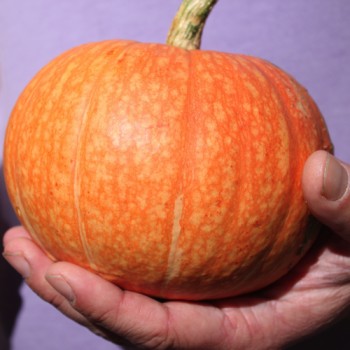 Kürbis Golden Pumpkin (Samen)