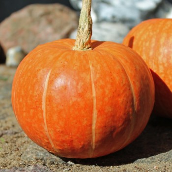 Kürbis Golden Pumpkin (Samen)