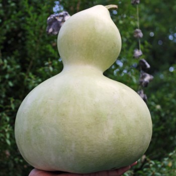 Kalebasse Großer Flaschenkürbis (Samen)