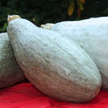 Kürbis Guatemala Blue Banana (Samen)
