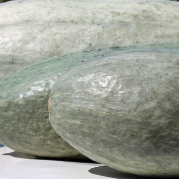 Kürbis Guatemala Blue Banana (Samen)