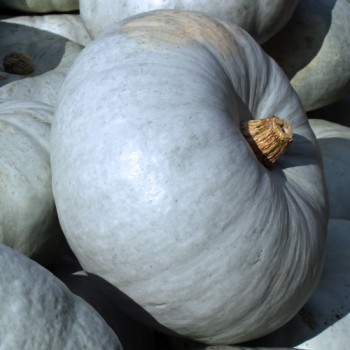 Kürbis Ungarischer Blauer (Samen)