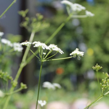 Kümmel (Samen)
