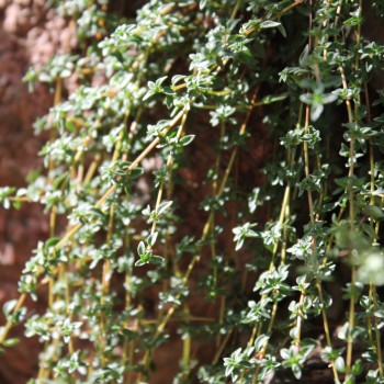 Kümmelthymian (Pflanze)