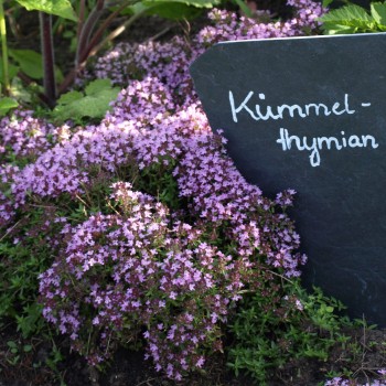 Kümmelthymian (Pflanze)