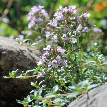 Kümmelthymian (Pflanze)
