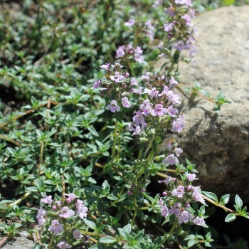 Kümmelthymian (Pflanze)