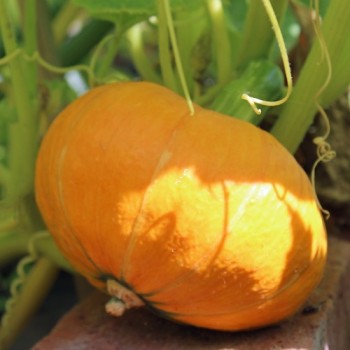 Kürbis Amazonka (Buschkürbis) (Samen)