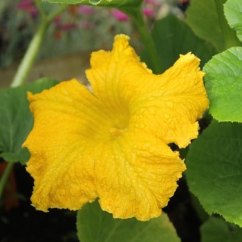 Kürbis Amazonka (Buschkürbis) (Samen)
