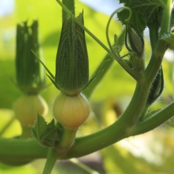 Kürbis Amazonka (Buschkürbis) (Samen)