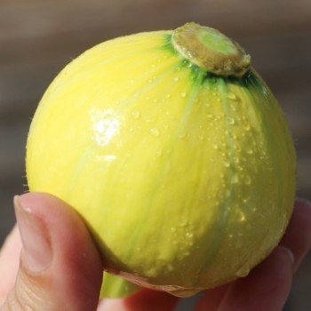 Kürbis Amazonka (Buschkürbis) (Samen)