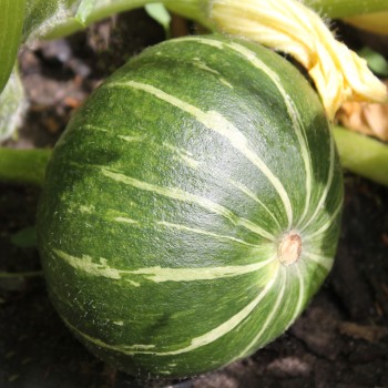 Kürbis Ambar (Buschkürbis) (Samen)