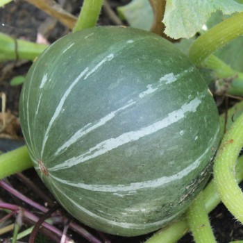 Kürbis Ambar (Buschkürbis) (Samen)