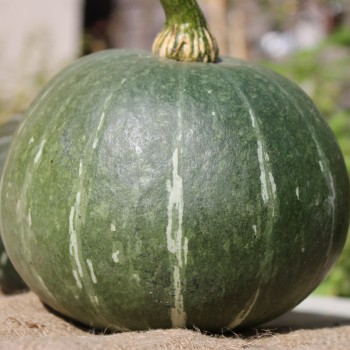 Kürbis Ambar (Buschkürbis) (Samen)