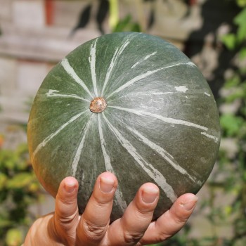 Kürbis Ambar (Buschkürbis) (Samen)