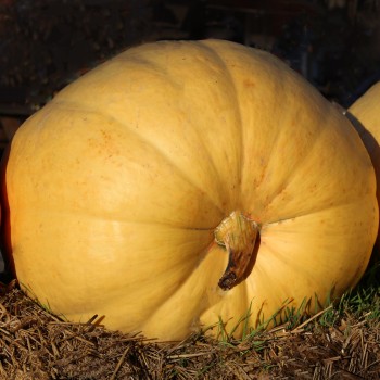Kürbis Atlantic Giant (Samen)