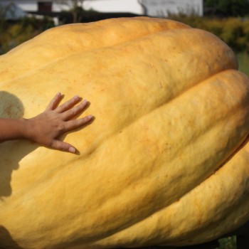 Kürbis Atlantic Giant (Samen)