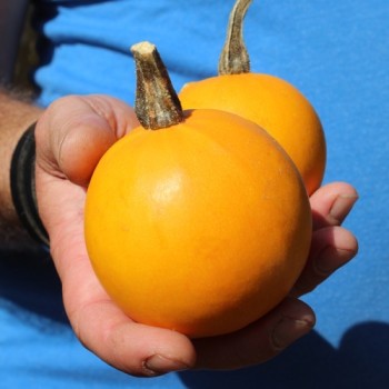 Kürbis Ball Orange (Samen)