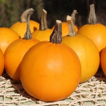 Kürbis Ball Orange (Samen)