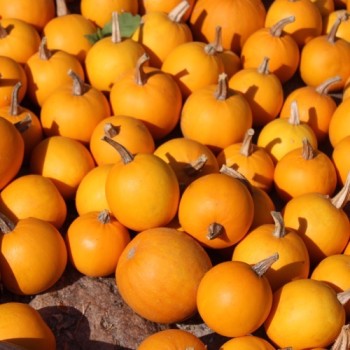 Kürbis Ball Orange (Samen)