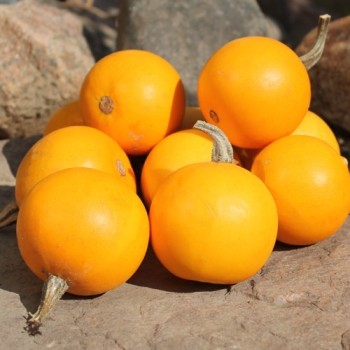 Kürbis Ball Orange (Samen)