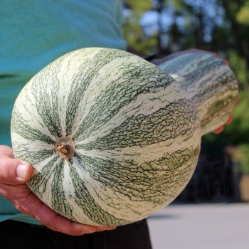 Kürbis Cushaw Green Striped (Samen)