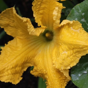 Kürbis Orange Striped Cushaw (Samen)