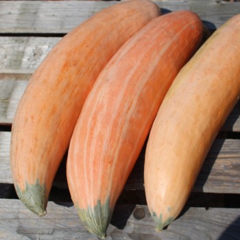 Kürbis Georgia Candy Roaster (Samen)