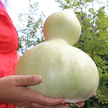 Kalebasse Großer Flaschenkürbis (Samen)