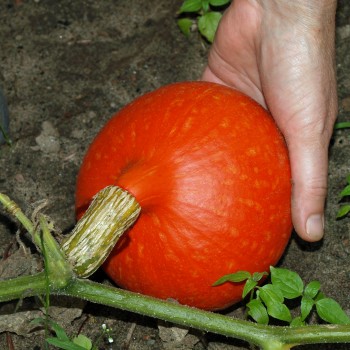 Kürbis Hokkaido orange  (Samen)