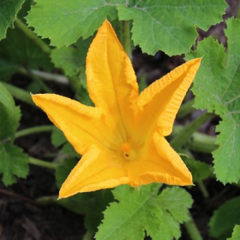 Kürbis Miranda (Buschkürbis) (Samen)