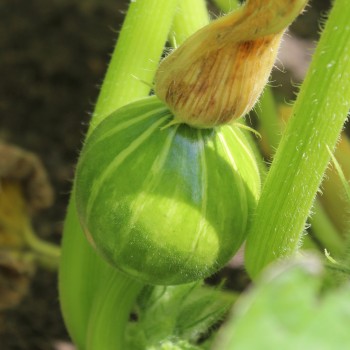 Kürbis Miranda (Buschkürbis) (Samen)
