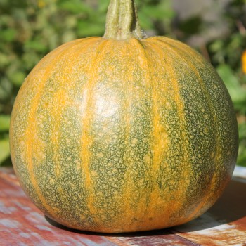Kürbis Miranda (Buschkürbis) (Samen)