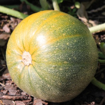 Kürbis Miranda (Buschkürbis) (Samen)