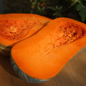 Kürbis Piena di Napoli (Samen)