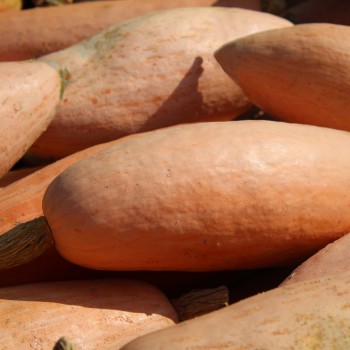 Kürbis Pink Jumbo Banana  (Samen)