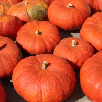 Kürbis Rouge Vif d'Etampes (Samen)