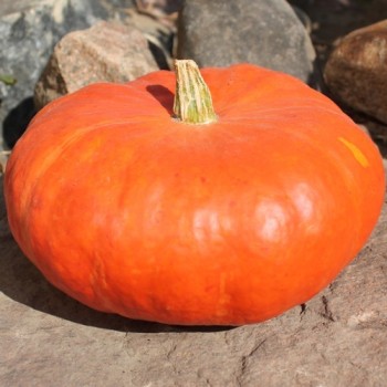 Kürbis Rouge Vif d'Etampes (Samen)