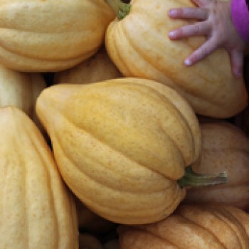 Kürbis Thelma Sanders Sweet Potato (Buschkürbis) (Samen)