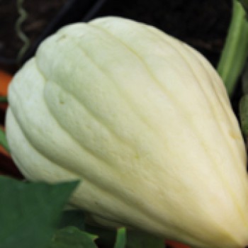 Kürbis Thelma Sanders Sweet Potato (Buschkürbis) (Samen)