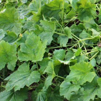 Kürbis Tonda Padana (Samen)