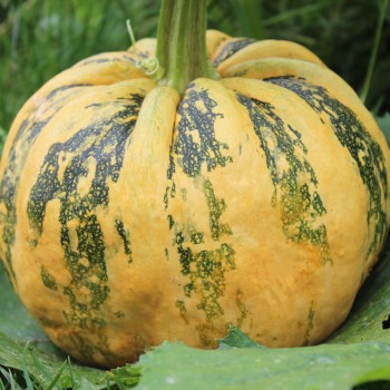 Kürbis Tonda Padana (Samen)
