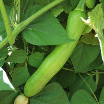 Kürbis White Cushaw (Samen)