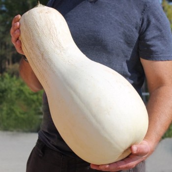 Kürbis White Cushaw (Samen)